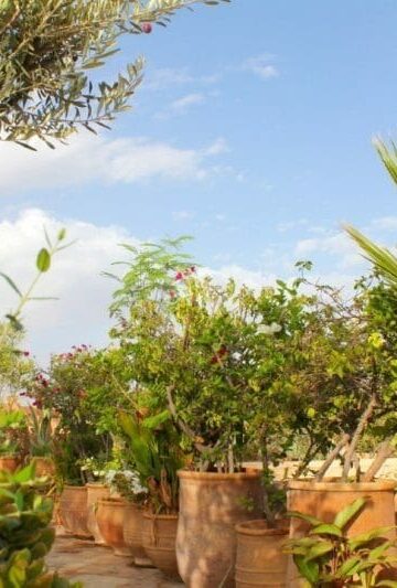 Dar Les Cicognes garden — Morocco in October