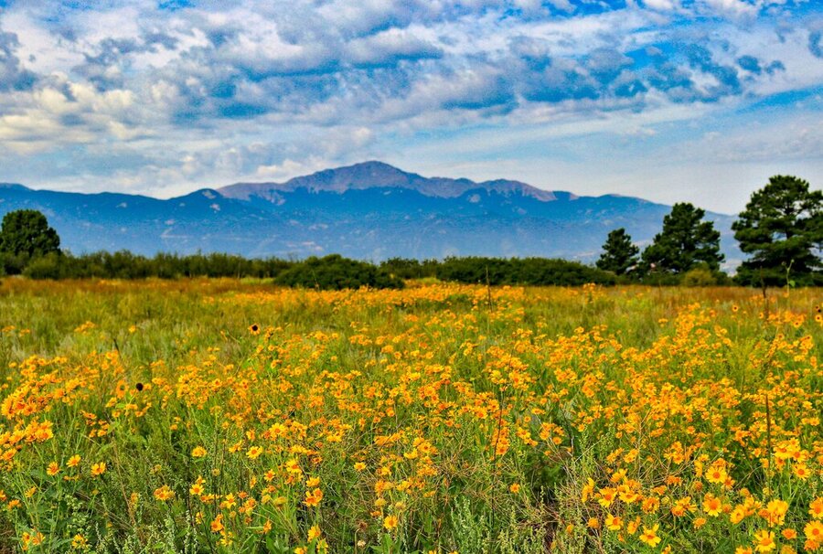 Field of flowers with a view of Pikes Peak pixelviewmedia