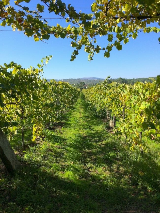 Vineyard - Palácio da Brejoeira - Alto Minho Portugal