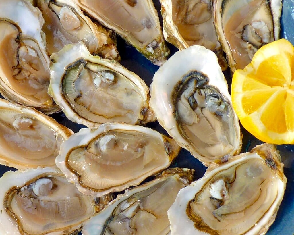 Fresh oysters on a plate