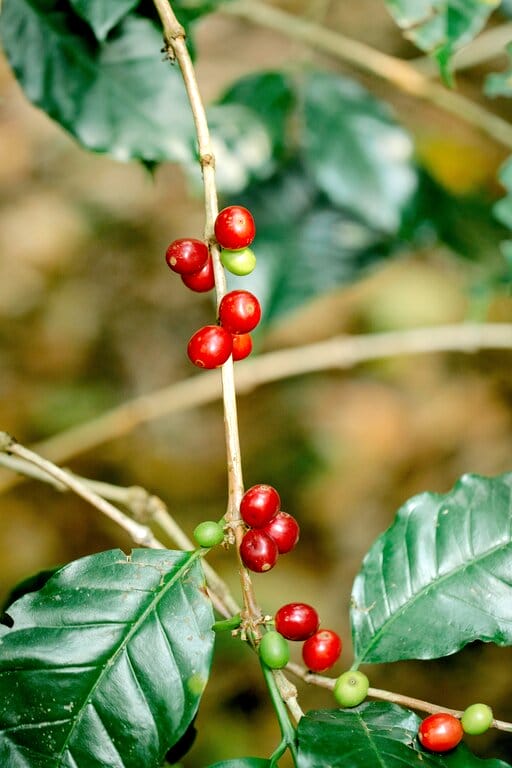 Kona coffee cherries — what is the warmest state to visit in January