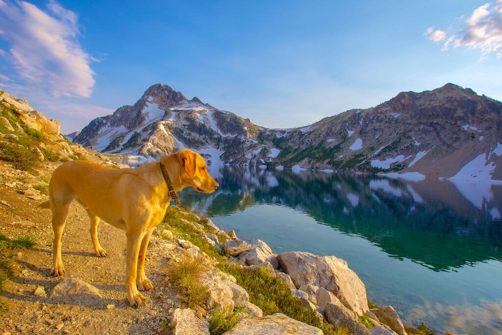 Labrador retriever at Sawtooth Lake near Sun Valley Idaho