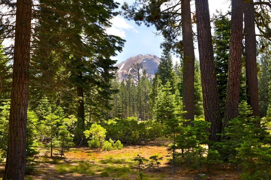 The woods in Lassen Volcanic National Park