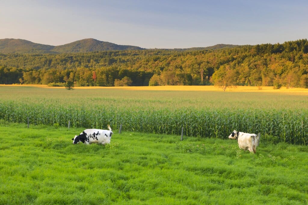 Cows in a field in Stowe Vermont