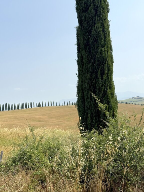 Cypress tree and a field in Tuscany Italy