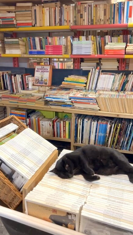 Black cat atop books at Libreria Acqua Alta in Venice Italy