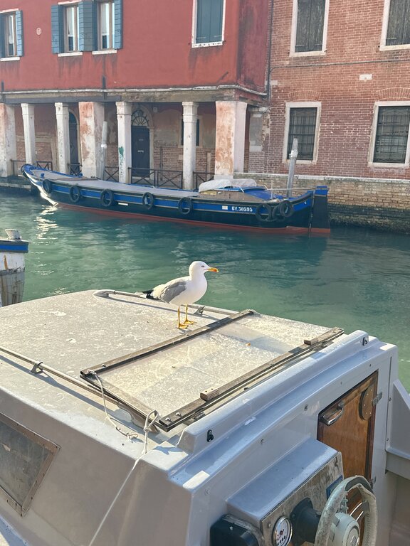 Seagull on top of a boat in Venice Italy