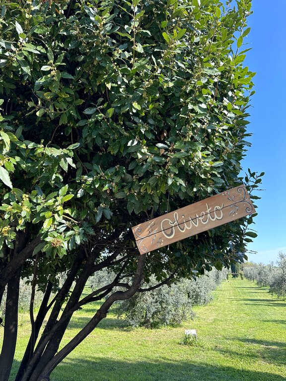 Olive orchard and Oliveto sign in Manerba del Garda