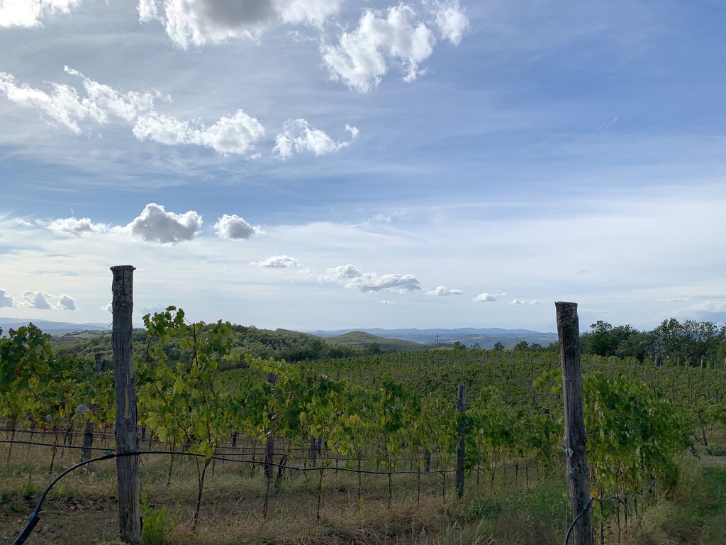 A vineyard under blue skies in southern Tuscany