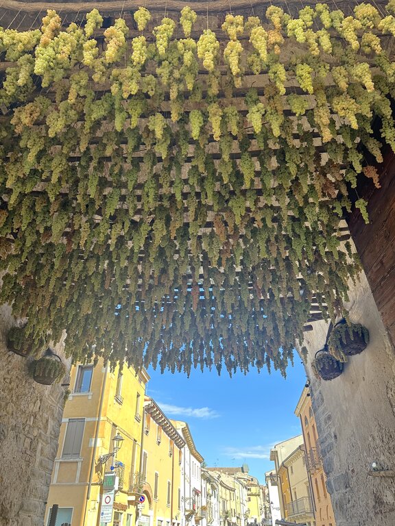 Grapes hanging from the wall in Soave - best Verona day trips